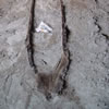 De opgraving van een prehistorische boomstam-kano in Uitgeest, N-H: De prehistorische boomstamkano in situ